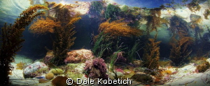 tide pool panorama ... by Dale Kobetich 